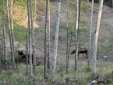 20435 Stephen Cir, Chugiak, AK 99567 photo 51