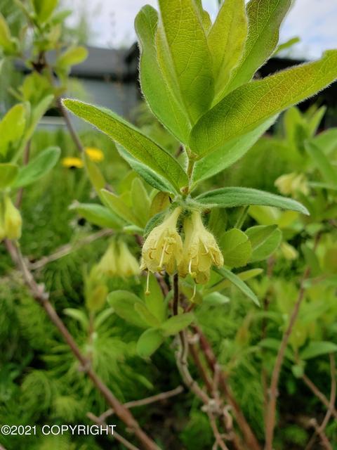 21908 Grasser Rd, Chugiak, AK 99567 photo 77