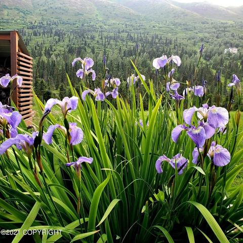 3574 Hiland Rd, Eagle River, AK 99577 photo 2