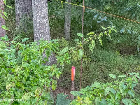 1285 End Rd, Homer, AK 99603 photo 6