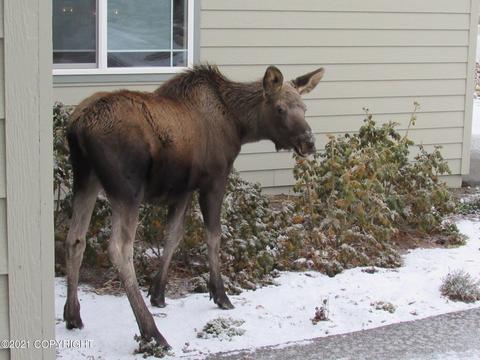 13986 Koso Dr, Eagle River, AK 99577 photo 26
