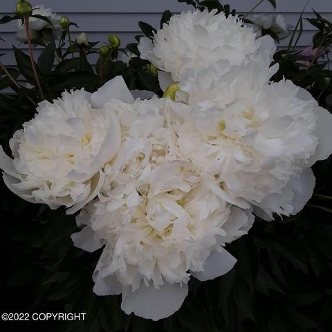 3027 E 68th Ave, Anchorage, AK 99507 photo 83