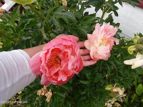 3027 E 68th Ave, Anchorage, AK 99507 photo 77