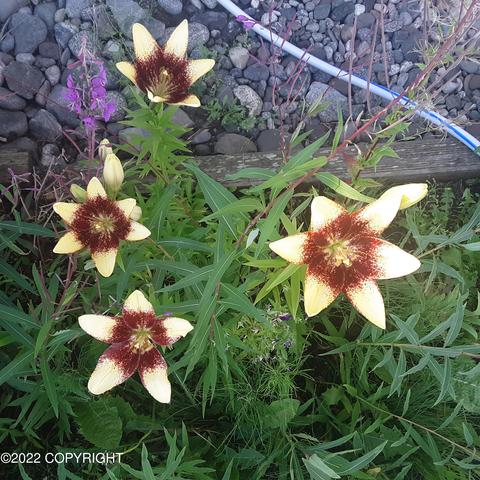 3027 E 68th Ave, Anchorage, AK 99507 photo 79
