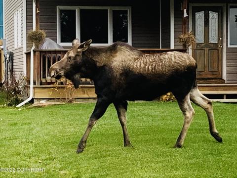 282 E Bayview Ave, Homer, AK 99603 photo 33