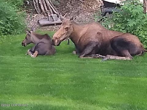 17838 Almdale Ave, Eagle River, AK 99577 photo 50