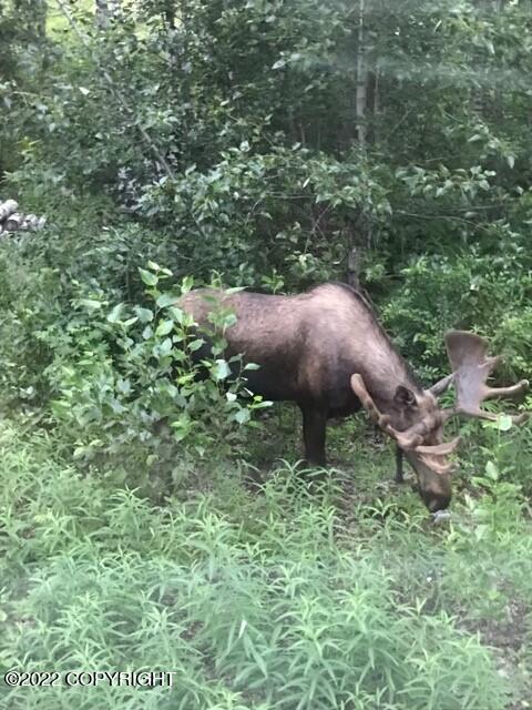 7015 Kulchay Cir, Eagle River, AK 99577 photo 9