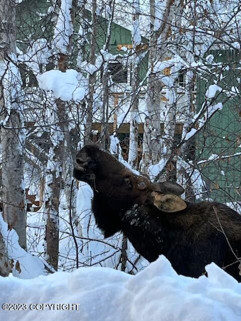 22808 Eagle Glacier Loop, Eagle River, AK 99577 photo 81