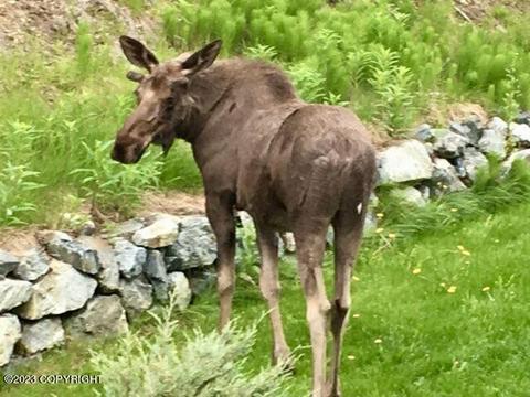 20535 Birch Crest Ln, Eagle River, AK 99577 photo 39