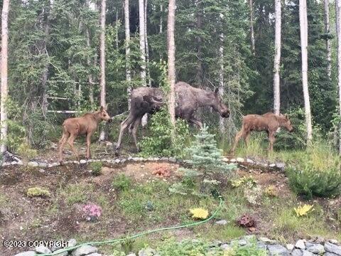 20535 Birch Crest Ln, Eagle River, AK 99577 photo 40