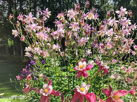 3737 E 88th Ave, Anchorage, AK 99507 photo 56