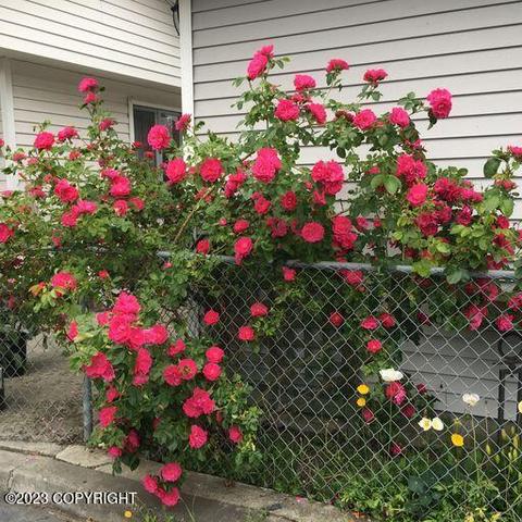 227 Smith Dr, Anchorage, AK 99503 photo 9