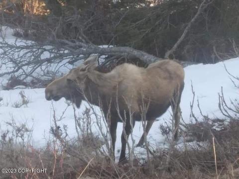 67425 Berussa Rd, Ninilchik, AK 99639 photo 71