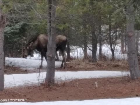 67425 Berussa Rd, Ninilchik, AK 99639 photo 70