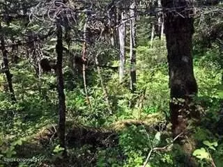000 Timber Ave, Wrangell, AK 99929 photo 5