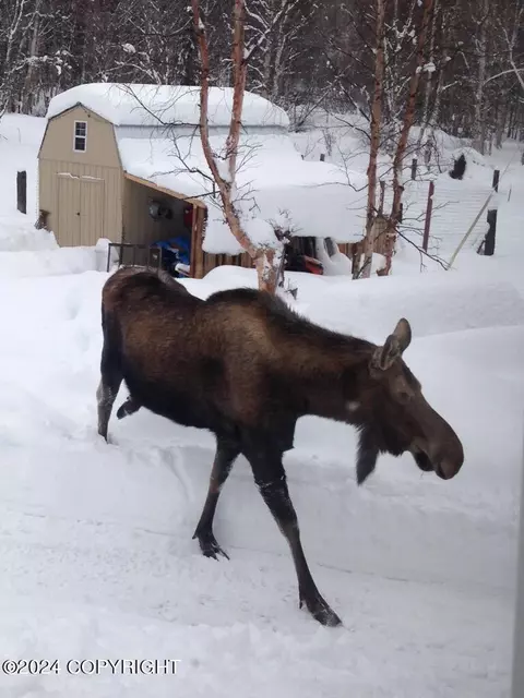 Exterior - 16214 N Bading Ln, Willow, AK 99688 photo 8 of 13