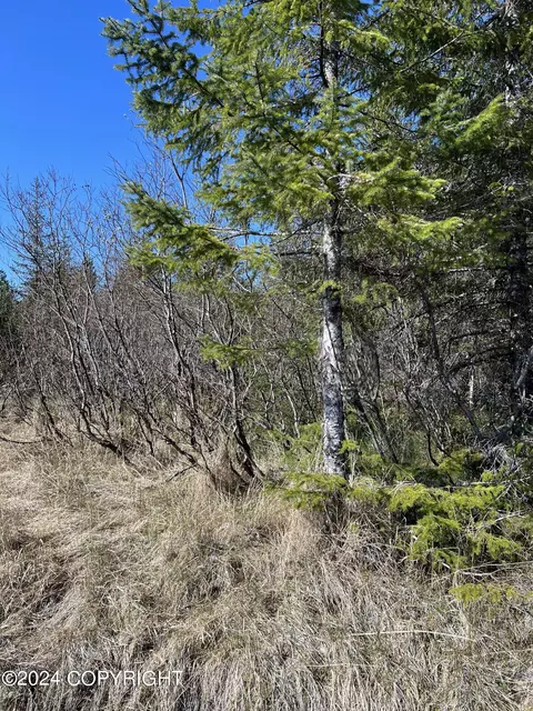 Nhn Rink Road, Gustavus, AK 99826