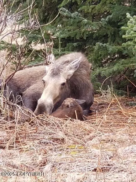 67466 Endless View Loop, Homer, AK 99603 photo 52