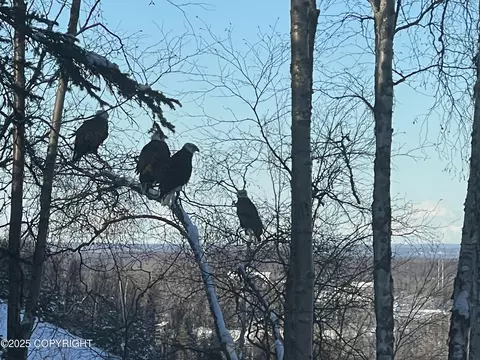 Other - 17023 Yellowstone Dr, Eagle River, AK 99577 photo 10 of 10