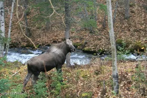 Other - 31805 Eagle River Rd, Eagle River, AK 99577 photo 33 of 51