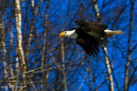 Other - 31805 Eagle River Rd, Eagle River, AK 99577 photo 51 of 51