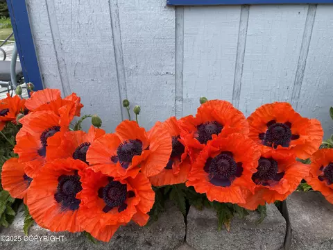 Other - 33768 Granross St, Anchor Point, AK 99556 photo 21 of 21