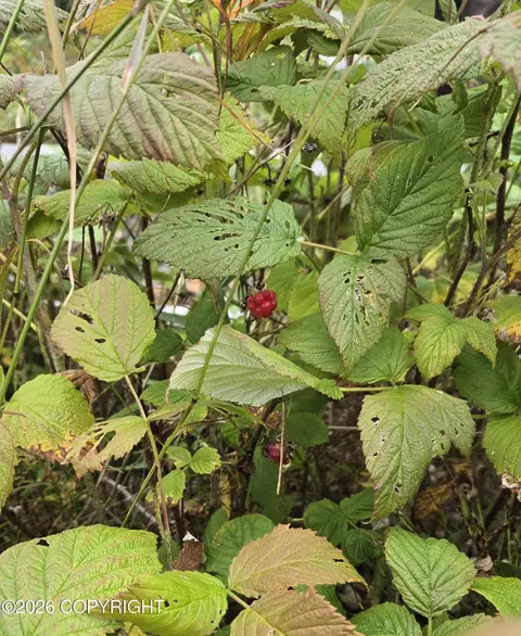 Other - 1705 Phoenix Rd, Seward, AK 99664 photo 6 of 6