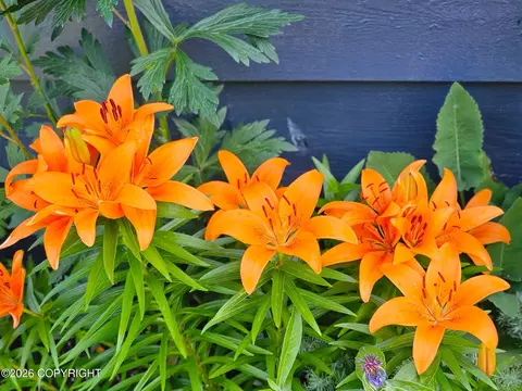 Other - 7515 E 20th Ave, Anchorage, AK 99504 photo 14 of 15
