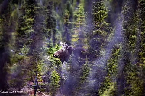L2 Sun Step Circle, Homer, AK 99603 photo 8