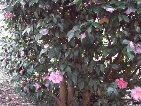 602 E Short Mountain St, Paris, AR 72855 photo 3