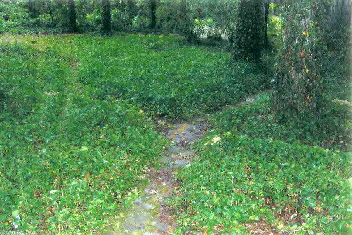 483 Polk 30, Hatfield, AR 71945 photo 4