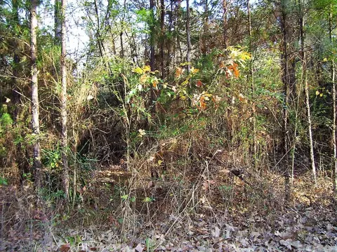 637 SW Front St, Wilton, AR 71865 photo 6