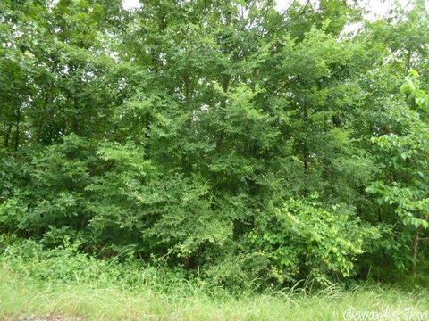 15 Crabapple Cv, Cabot, AR 72023 photo 3