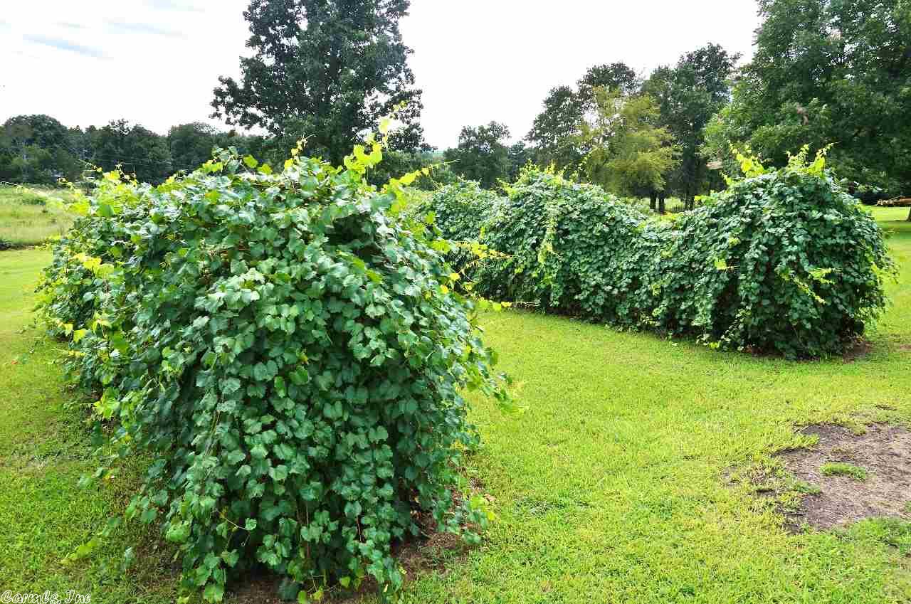 2616 Hwy 124, Damascus, AR 72039 photo 10