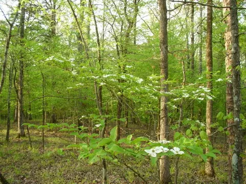 82 Anderson Ln, Mount Ida, AR 71957 photo 7