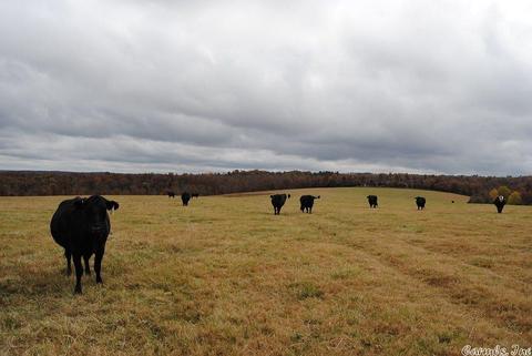 3251 Crossing Rd, Marshall, AR 72650 photo 10