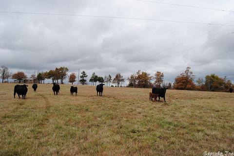 3251 Crossing Rd, Marshall, AR 72650 photo 13