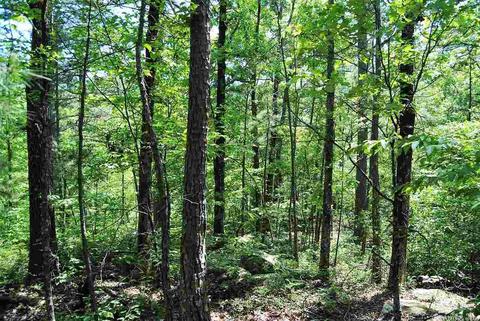 5356 End Line Rd, Marshall, AR 73650 photo 5