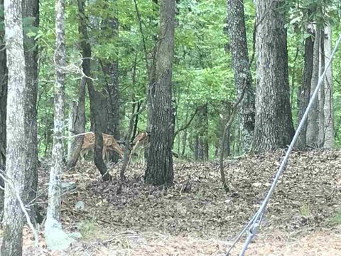 85 Circle T, Mount Ida, AR 71957 photo 3