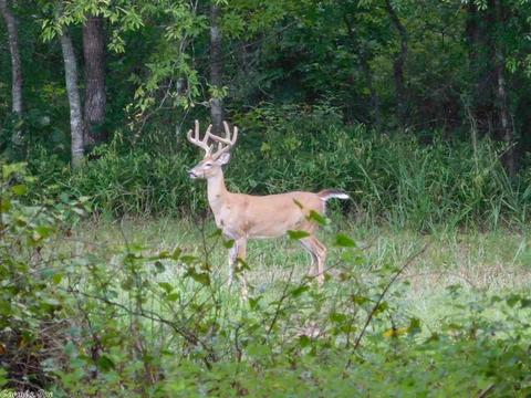 30022 Black Fork Trl, Mena, AR 71953 photo 20