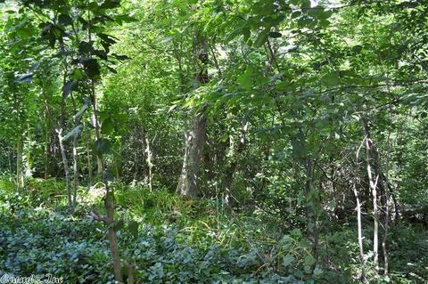 355 Cougar Ln, Marshall, AR 72650 photo 11