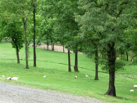 390 Wheeler Ln, Mount Ida, AR 71957 photo 4