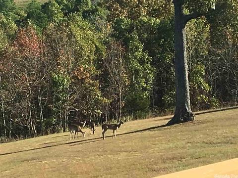 196 Lookout Pt, Bee Branch, AR 72031 photo 38