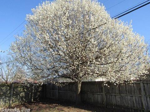 122 Locust Ave, Trumann, AR 72472 photo 34