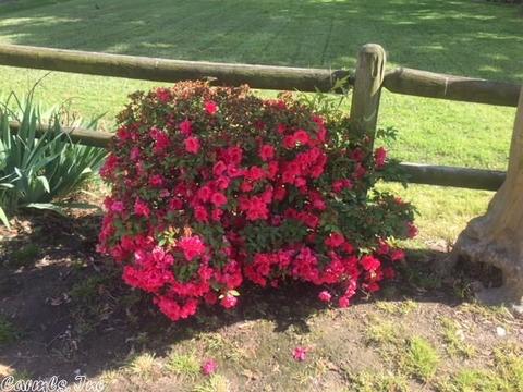 303 N Pecan St, Beebe, AR 72012 photo 39