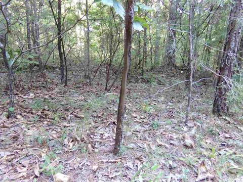 1700 Hatley Mountain Rd, Jerusalem, AR 72031 photo 26