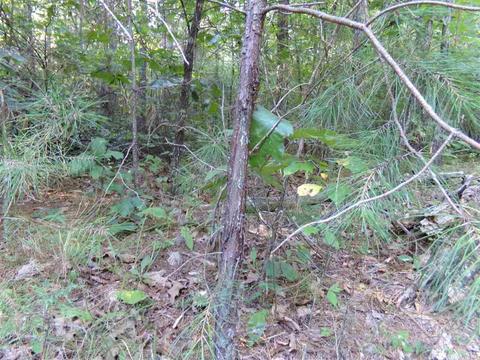 1700 Hatley Mountain Rd, Jerusalem, AR 72031 photo 27
