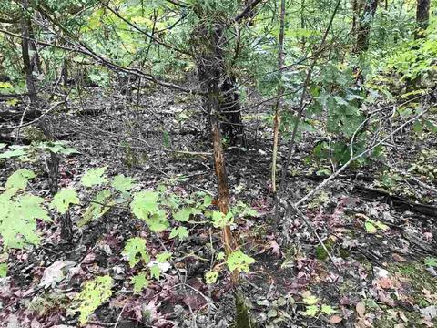 4082 377 Hwy, Marshall, AR 72650 photo 10