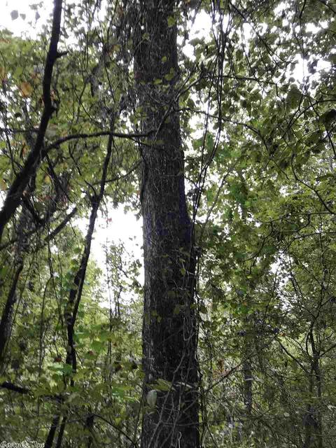 4082 377 Hwy, Marshall, AR 72650 photo 14