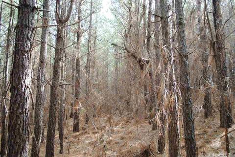 175 Devils Fork Ranch Rd, Drasco, AR 72530 photo 27